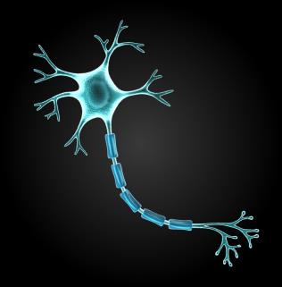 nerve cell - neuron.jpg06fd9b28-bb55-4920-b209-3285d6bf625fOriginal.jpg
