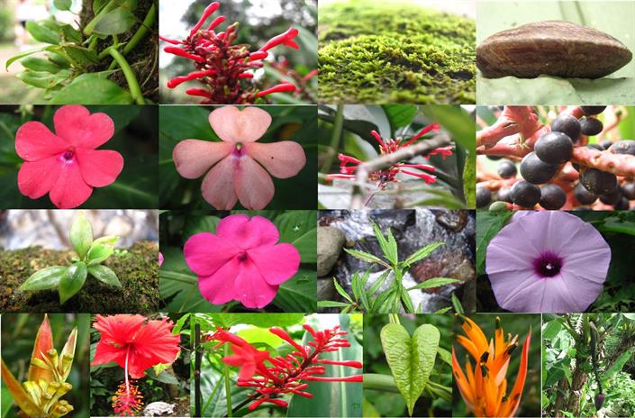 Flora collage.jpg