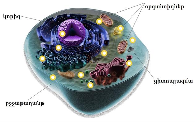 Ցիտոպլազմա, բջջի հիմնական օրգանոիդները. Կենսաբանություն | Լիրա Խաչատրյան