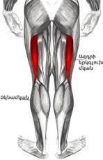 biceps-femoral.jpg