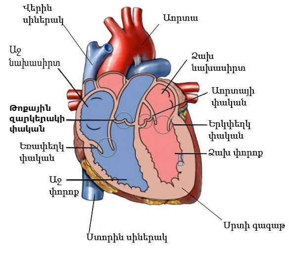 Heart_anatomy_in_armenian.jpg